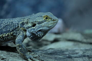 The striped-headed bearded dragon (Pogona vitticeps) standing on a branch.