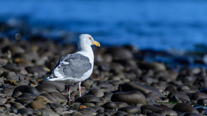 seagull at beach