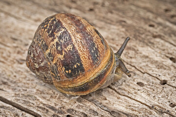 escargot en gros plan sur un tronc d'arbre