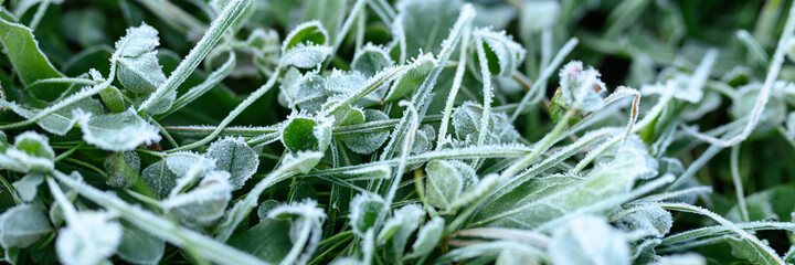 green grass with morning hoarfrost in garden, frozen grass with frost on meadow at sunrise. textured pattern of natural background. banner