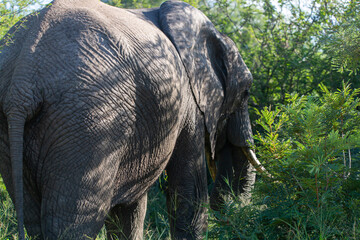 Elephant close up
