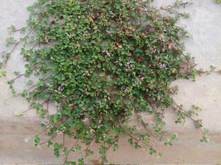 ivy on the wall