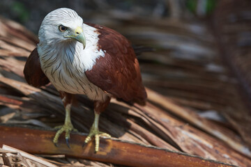 a white and brown eagle sits on a branch