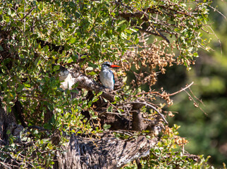 Malachite Kingfisher