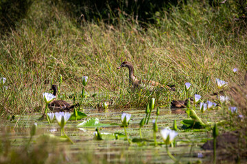 ducks at the Lilly pond