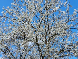 Blooming crown of a mirabelle tree on a background of blue sky, close up