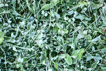 green grass with morning hoarfrost in garden, frozen grass with frost on meadow at sunrise. textured pattern of natural background. top view