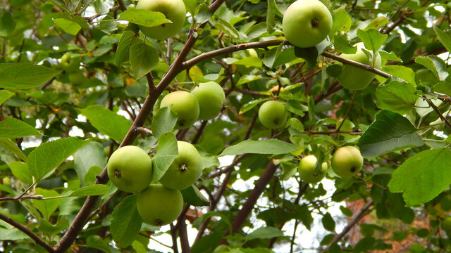 Green Apples On A Tree