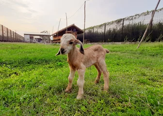 Fotobehang happy little goat © ilham