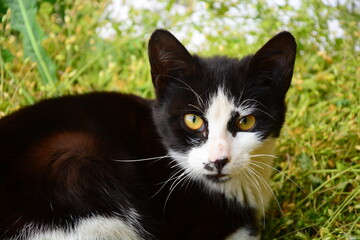 black and white cat