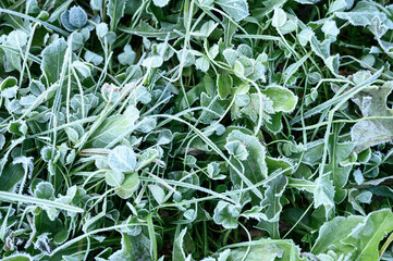 green grass with morning hoarfrost in garden, frozen grass with frost on meadow at sunrise. textured pattern of natural background. top view