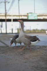 goose walking in the street