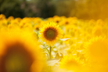 Girasol