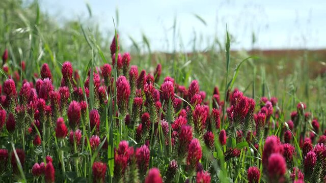 Red clover. Close up on a field of red flowers.
Slowmotion shot with lateral movement of red flowers