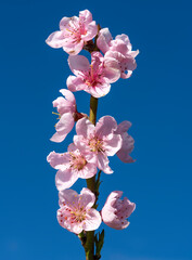 Peach blooms on blue background