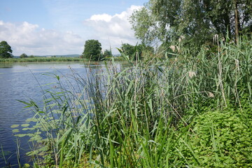 Schilf am See
