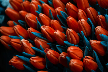 Fototapeta premium Beautiful tulips closeup. Abstract background. Cyan color style. Flower background, garden flowers.