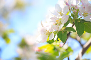 Apple blossoms over blurred nature background. Spring flowers. Spring Background.