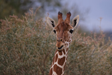 Girafe