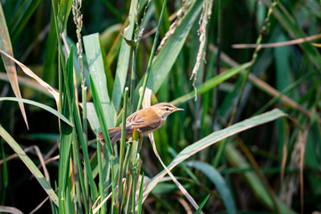 Manchurian Reed - Warbler