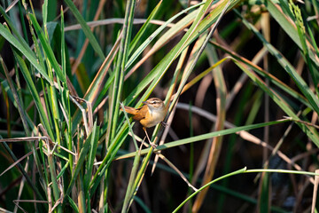 Manchurian Reed - Warbler