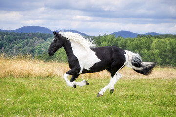A female horse, warmblood baroque type, barock pinto black-and-white tobiano patterned, run at a full gallop in a green grass meadow, Germany 