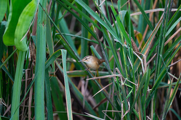 Manchurian Reed - Warbler