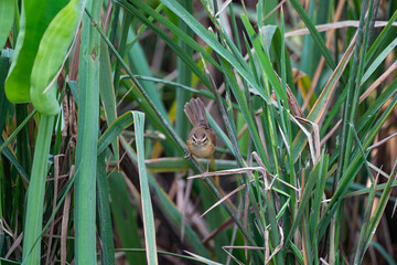 Manchurian Reed - Warbler
