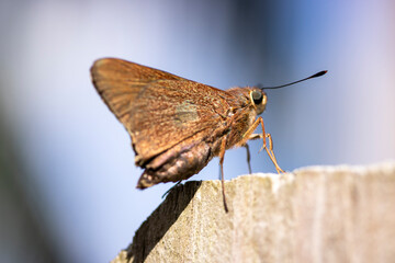 Macro Moth Insect Wide Aperture