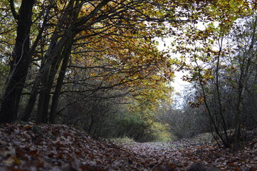 forest road