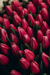 Obraz premium Red tulips close-up. Abstract background. Flower background, garden flowers. Valentine’s card. 8 March flowers card
