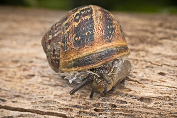 escargot en gros plan sur un tronc d'arbre