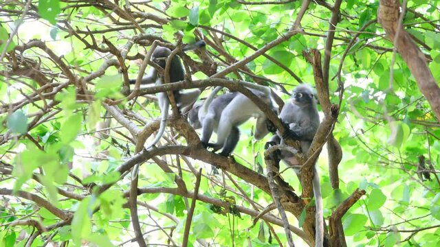 Group of spectacled langur stay together on tree branch and take care by tick or punch for each other then one of them go away.