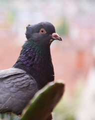 close up of a pigeon