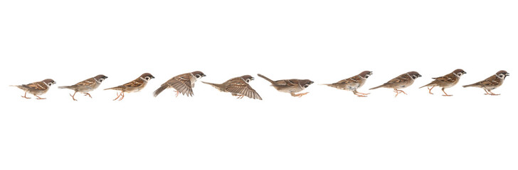 sparrow in jump phases isolated on white background