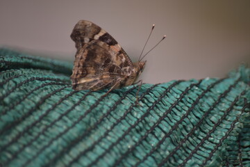 close up of a butterfly