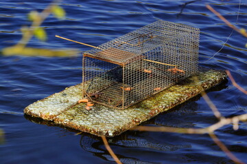 Pi&egrave;ge &agrave; ragondin