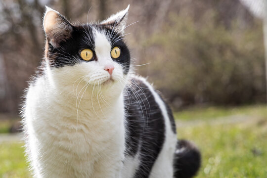 A beautiful adult young black and white cat with big yellow eyes is in the garden in summer