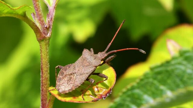 Dock Bug or Dock Leaf Bug, Coreus marginatus