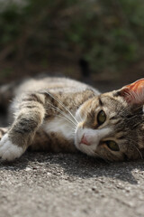 close up of a cat lying on the floor 