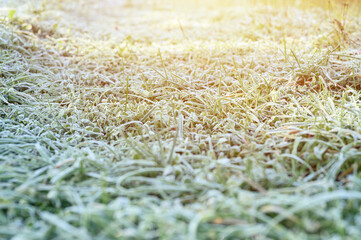 green grass with morning hoarfrost and sunlight in garden, frozen grass with frost on meadow at sunrise. textured pattern of natural background. flare