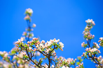 Apple blossoms over blurred nature background. Spring flowers. Spring Background.