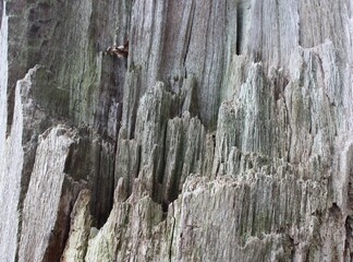 old wood texture