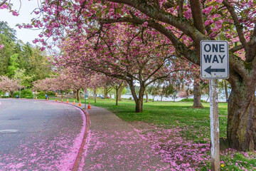 Spring Blossoms At Seattle Park 7