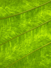 Fototapeta na wymiar Leaf pattern 1