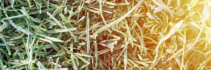 green grass with morning hoarfrost and sunlight in garden, frozen grass with frost on meadow at sunrise. textured pattern of natural background. banner. flare