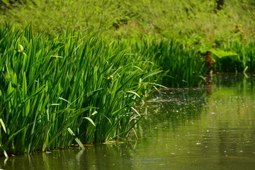 Lake plants, Jersey, U.K. Reeds and Iris in Spring.