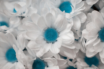 Beautiful white chrysanthemum bouquet closeup. Abstract background. Cyan color style. Flower background, garden flowers.
