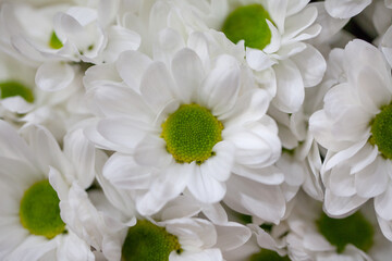 Beautiful white chrysanthemum bouquet closeup. Abstract background. Flower background, garden flowers.