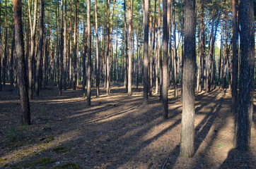 Pine forest landscape, sunlit ground, summer evening in the nature. 